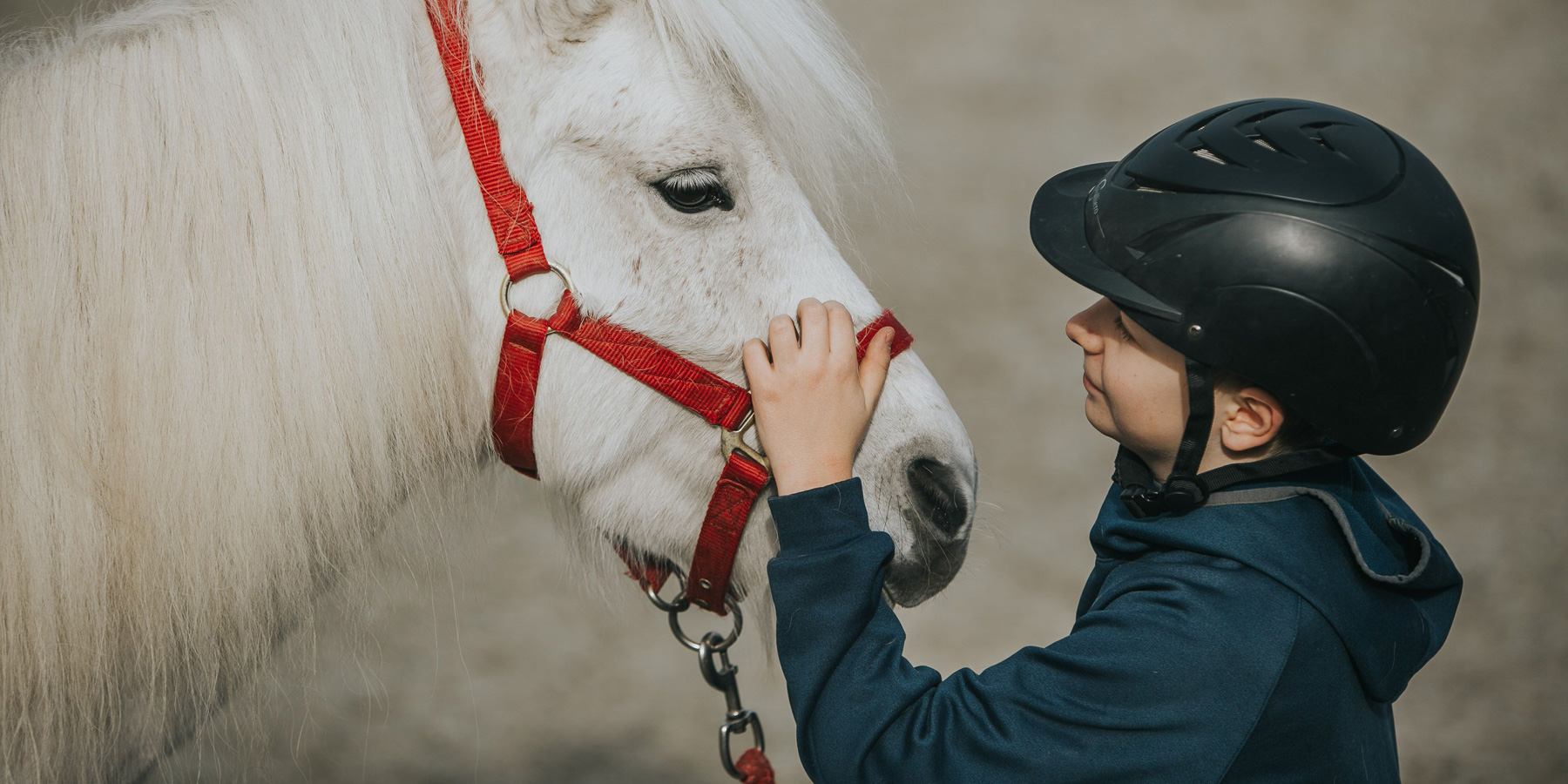 Coaching mit dem Pferd